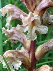 Orobanche lutea