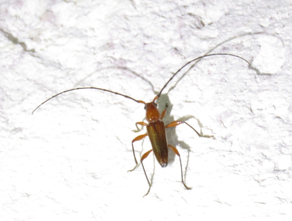Nephalioides nigriventris