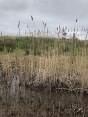 Phragmites australis