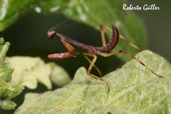 Parastagmatoptera unipunctata