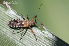 Cosmoclopius nigroannulatus