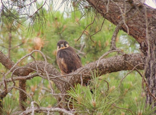 Halcón de Eleonora (Falco eleonorae)