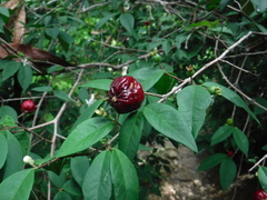 Eugenia