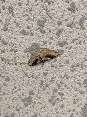 Costaconvexa