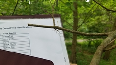 Tetragnatha elongata