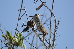 Campylorhynchus yucatanicus