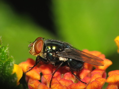 Cochliomyia