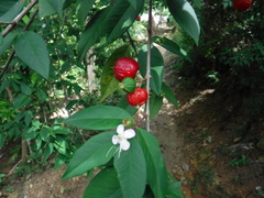 Eugenia