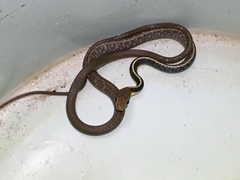 Chironius flavolineatus