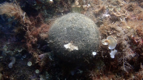 Image of Codium bursa by no rights reserved