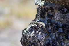 Podarcis guadarramae guadarramae