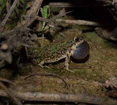 Anaxyrus debilis