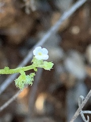Harpagonella palmeri