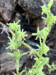Harpagonella palmeri