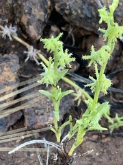 Harpagonella palmeri