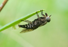 Tabanus trimaculatus