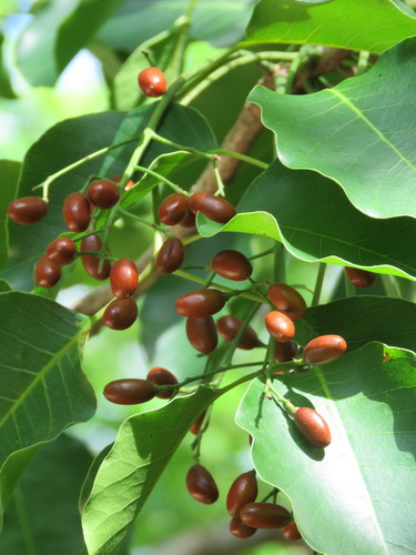Black Poisonwood