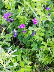 Lathyrus humilis