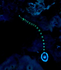 Dunckerocampus dactyliophorus