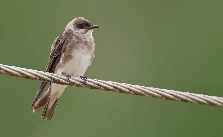 Brown-Chested Martin