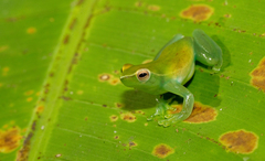 Sphaenorhynchus lacteus