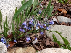 Mertensia lanceolata