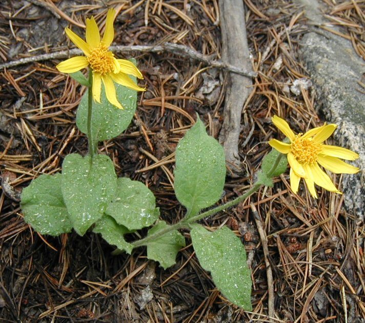 Arnica nevadensis