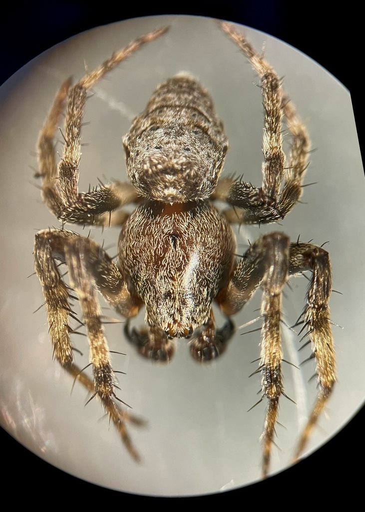 Ocrepeira georgia