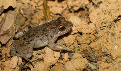 Leptodactylus validus