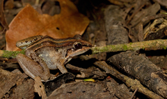 Leptodactylus fuscus