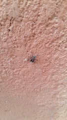 Anochrostomus formosus