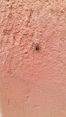 Anochrostomus formosus