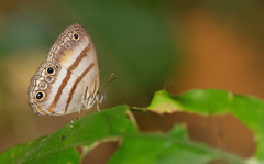 Cissia