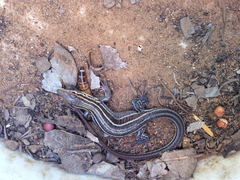 Aspidoscelis hyperythrus beldingi