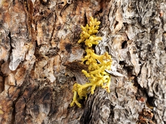 Arceuthobium vaginatum cryptopodum