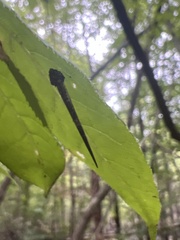 Homaledra octagonella