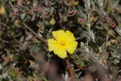 Cistus lasianthus