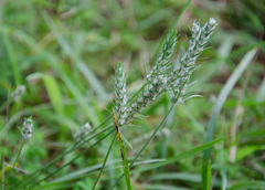 Plantago aristata