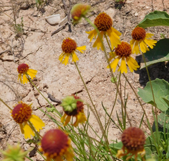 Helenium amarum badium