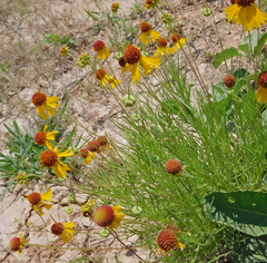 Helenium amarum badium
