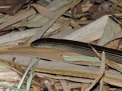 Ophiodes striatus