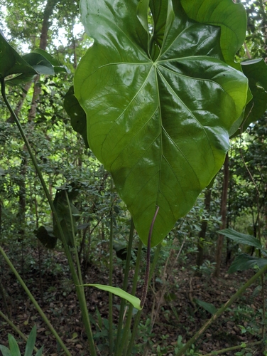 Image of Anthurium grandifolium by no rights reserved