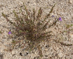 Scutellaria wrightii