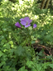 Cardamine nuttallii
