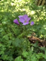 Cardamine nuttallii