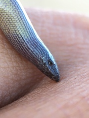 Anniella pulchra