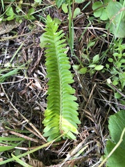 Polystichum imbricans