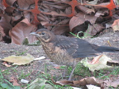 Turdus merula