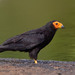 Black Caracara - Photo (c) Paul Cools, some rights reserved (CC BY-NC), uploaded by Paul Cools