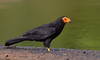 Black Caracara - Photo (c) Paul Cools, some rights reserved (CC BY-NC), uploaded by Paul Cools